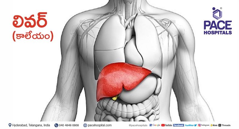 Liver Functions in Telugu | Liver Anatomy in Telugu