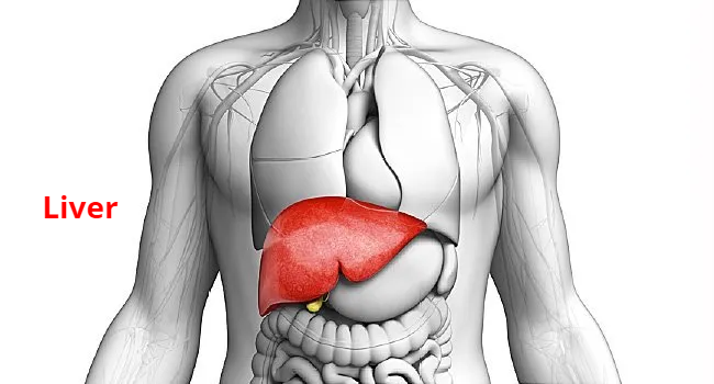 Liver Functions | Liver Anatomy