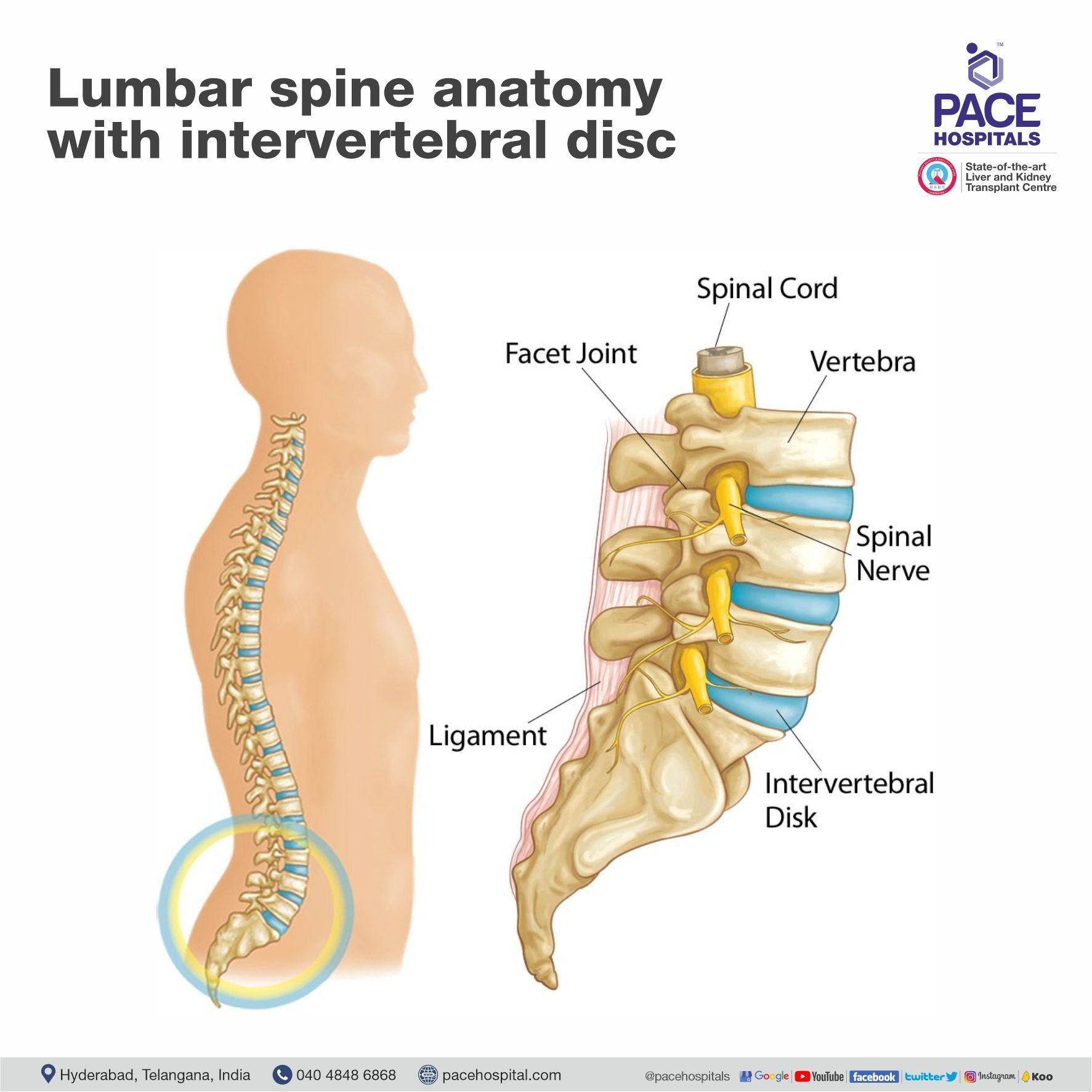 Lumbar spine anatomy with intervertebral disc