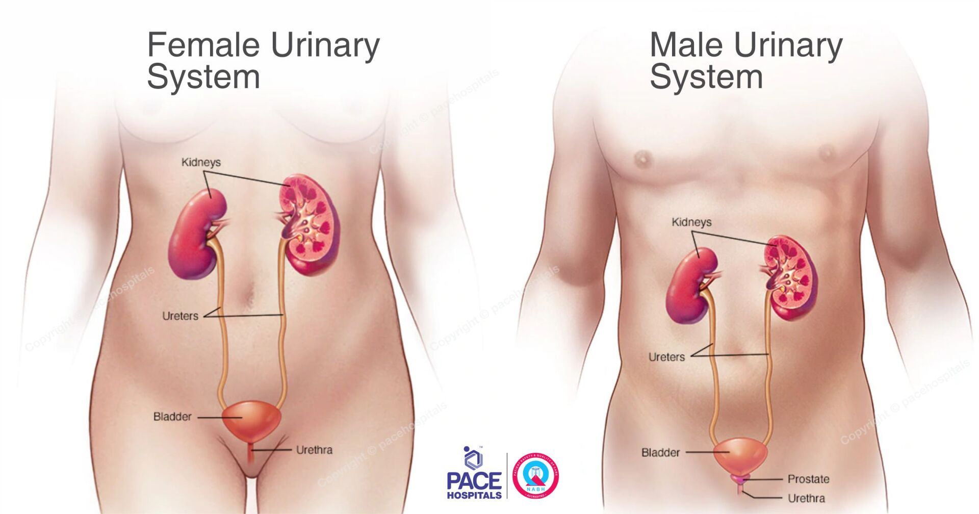 Male and Female urinary system - Pace Hospitals
