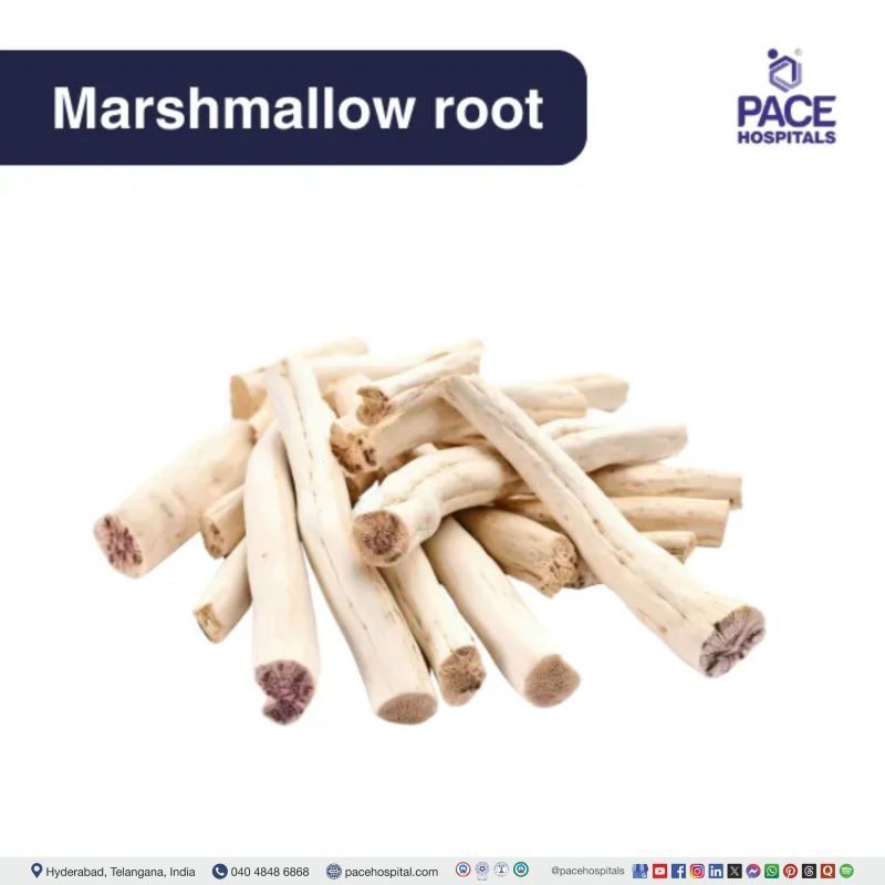 Marshmallow root - Althaea officinalis Marshmallow root - home remedies for sore throat | sore throat remedies | sore throat treatment at home | best remedy for sore throat | how to cure sore throat at home