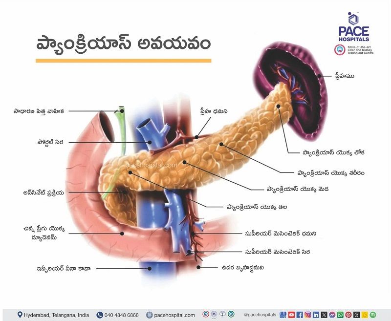 Pancreas gland location in the human body | Where is the pancreas located | మానవ శరీరంలో ప్యాంక్రియాస్ గ్రంథి స్థానం