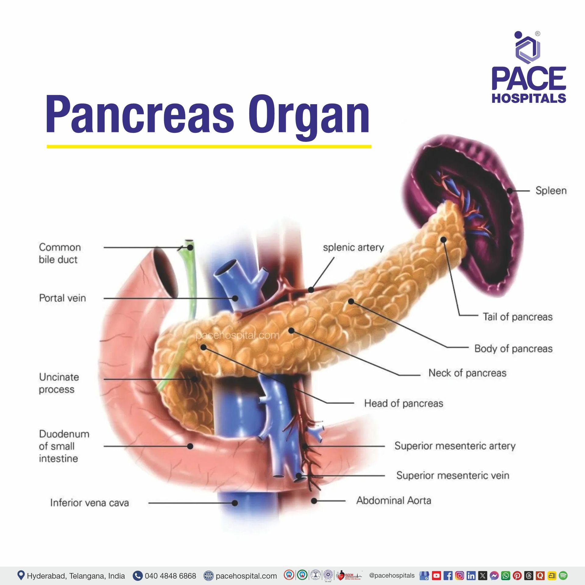 Pancreas gland location in the human body | Anatomy of pancreas Pancreas gland location in the human body, Where is the pancreas located