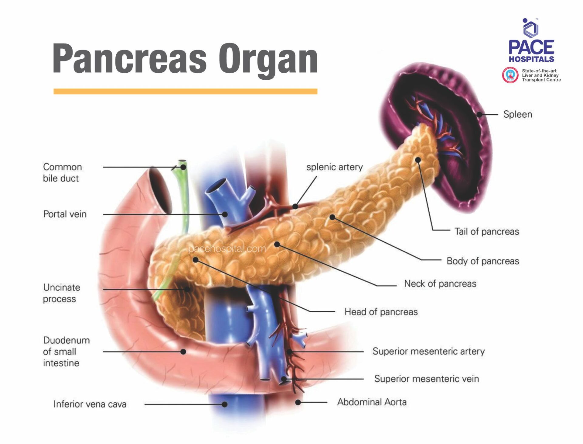 Pancreas gland location in the human body, Where is the pancreas located