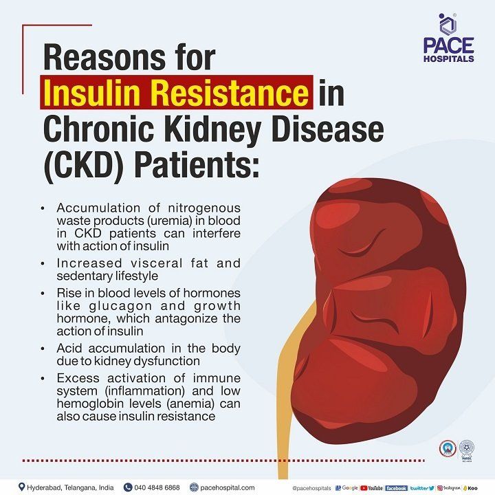 Reasons for insulin resistance in Chronic Kidney Disease - Kidney Failure