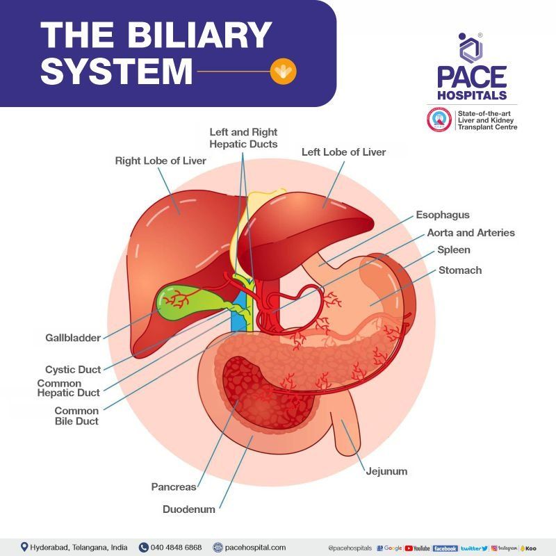 THE BILIARY SYSTEM - Alagille Syndrome