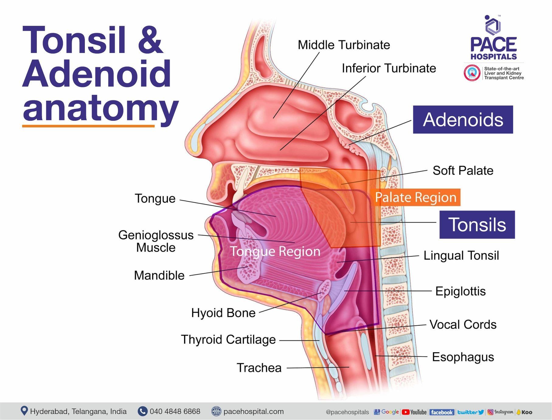 Tonsil and Adenoid anatomy | Pace Hospitals