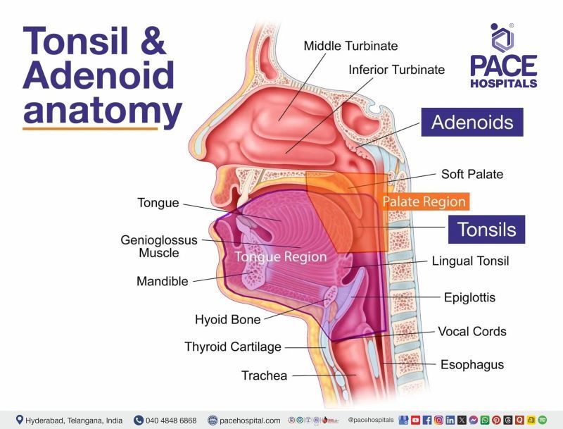 Tonsil and Adenoid anatomy | Pace Hospitals Tonsil and Adenoid anatomy | Pace Hospitals