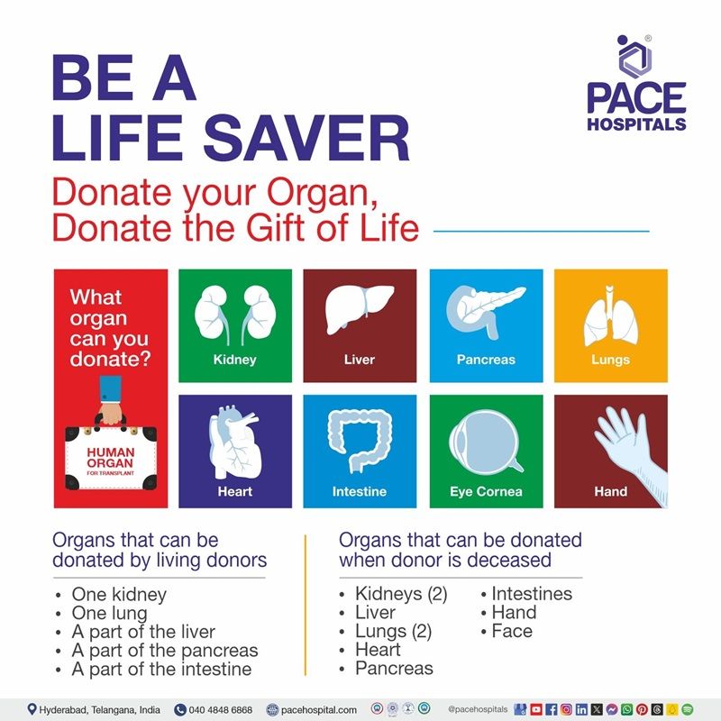 Visual depicting the List of Organs that can be donated - world organ donation day poster | World organ donation day 2024 | 