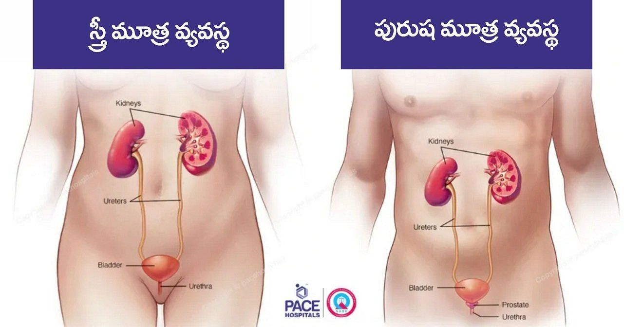 male and female urinary system in telugu