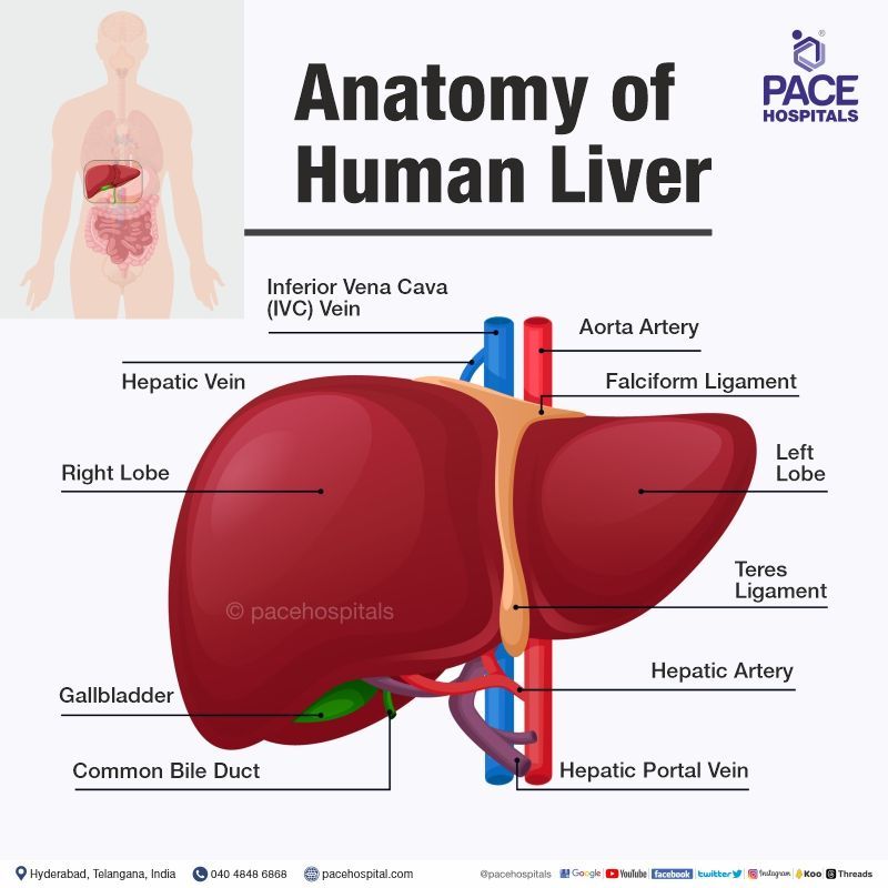 human liver anatomy | structure of liver organ | liver structure and function | liver functions