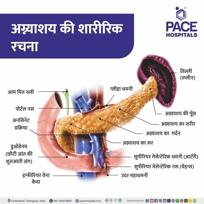 Pancreas anatomy in Hindi | pancreas organ detail in Hindi