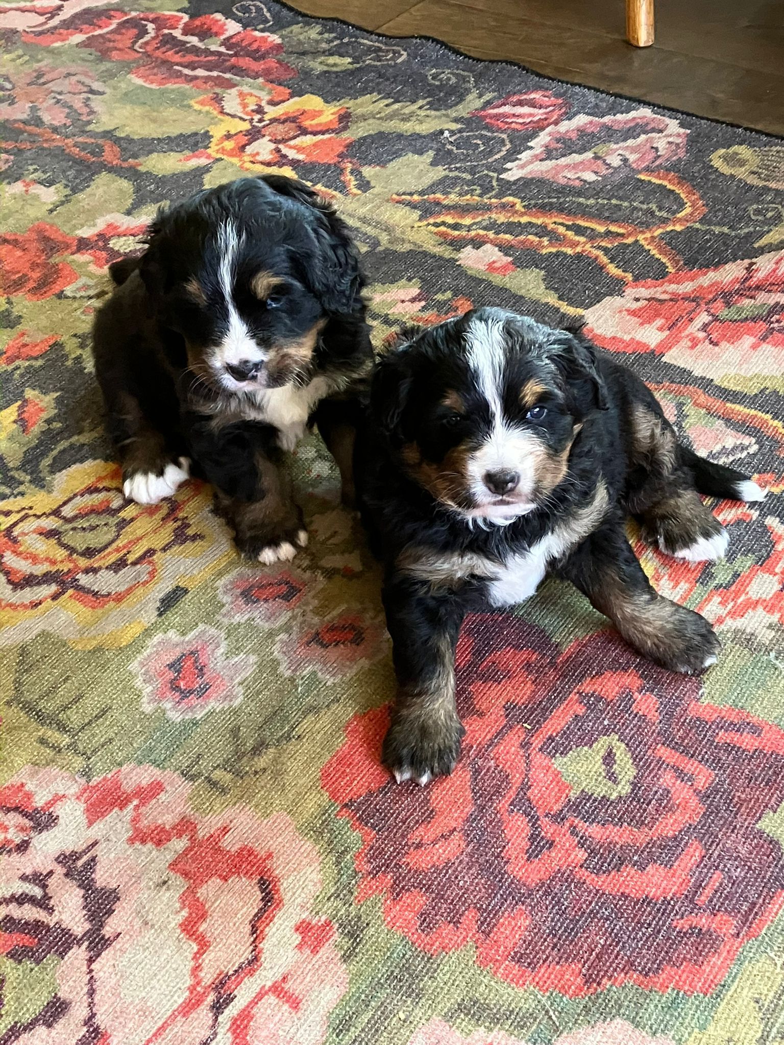 Wobke ‘s eerste nest