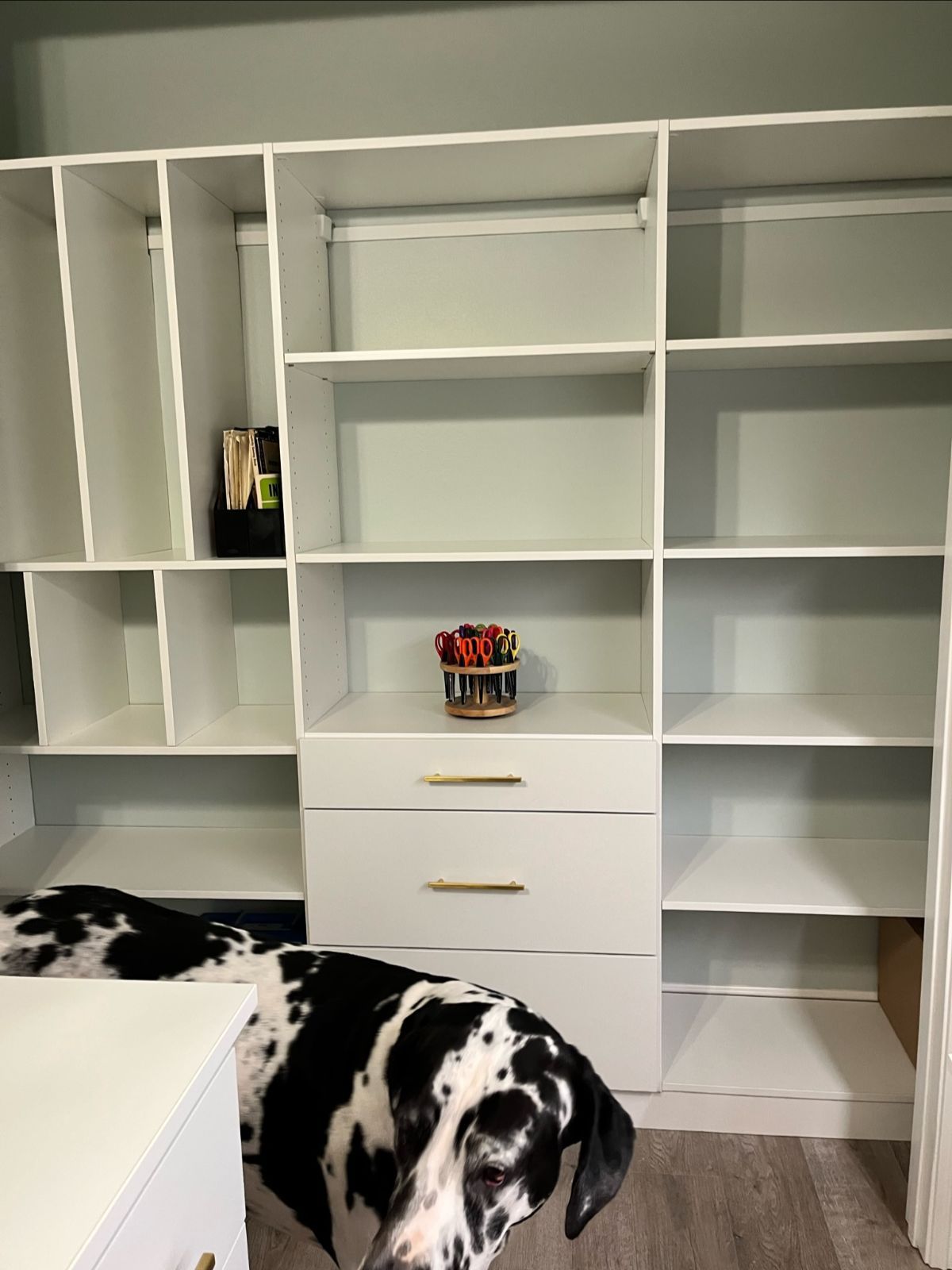 White closet system with shelves and drawers. A Dalmatian dog sits in front.