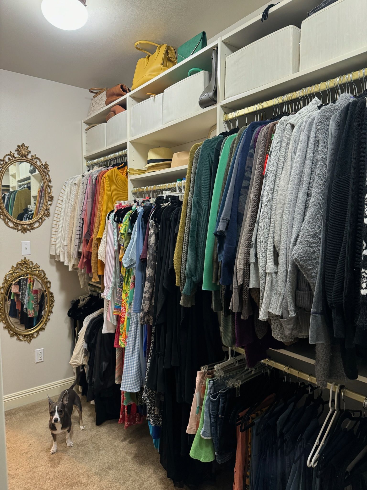 Walk-in closet with clothes on hangers and storage shelves. A dog stands in the foreground.