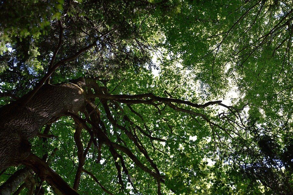 tree-799522_960_720 tree-799522_960_720