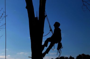 Trees — Tree Services in Watauga, TN
