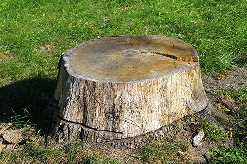Tree Stump — Tree Services in Watauga, TN