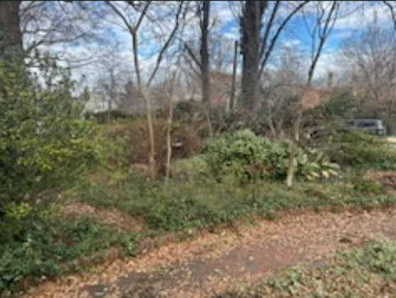 There is a lot of leaves on the ground in the middle of the woods.
