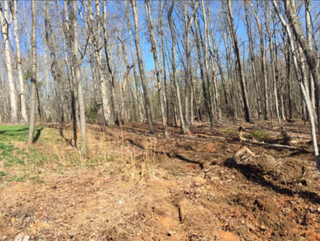 There is a lot of dirt in the middle of the forest.