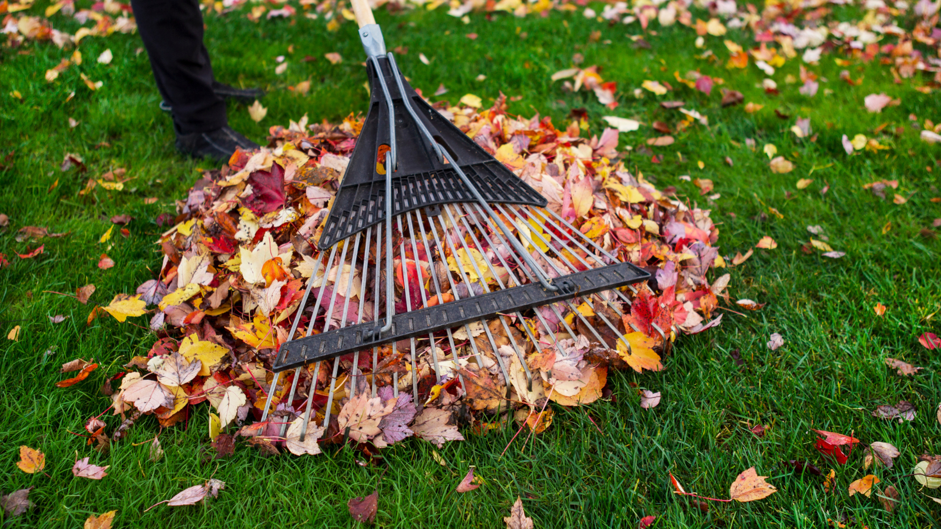 A person is raking leaves on a lush green lawn.