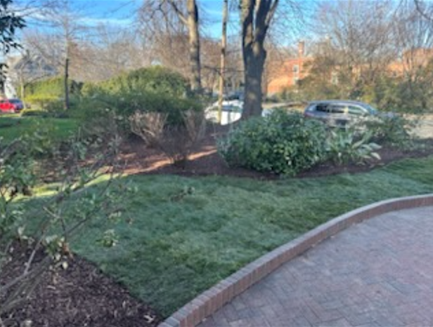 A driveway leading to a lush green yard with trees and bushes.