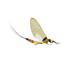 Reading's Fly Shop Logo
