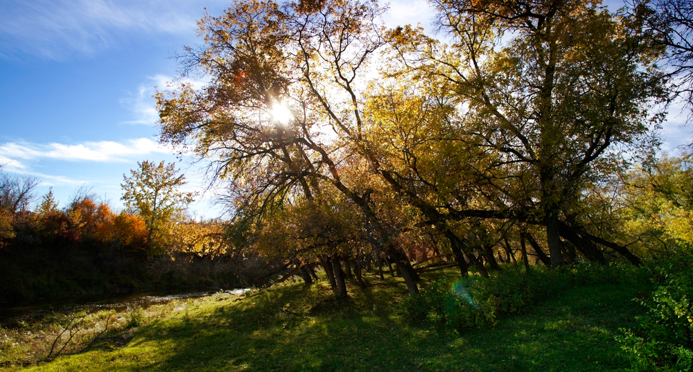 Leaning Trees