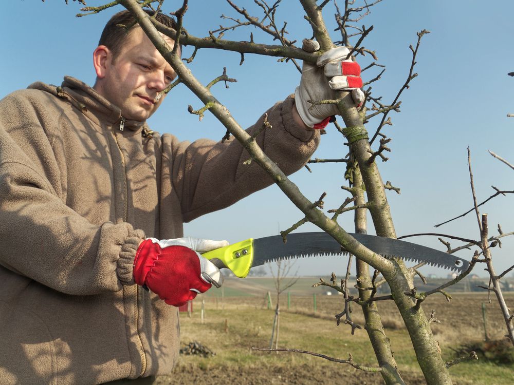 Fruit Tree Pruning Near Me