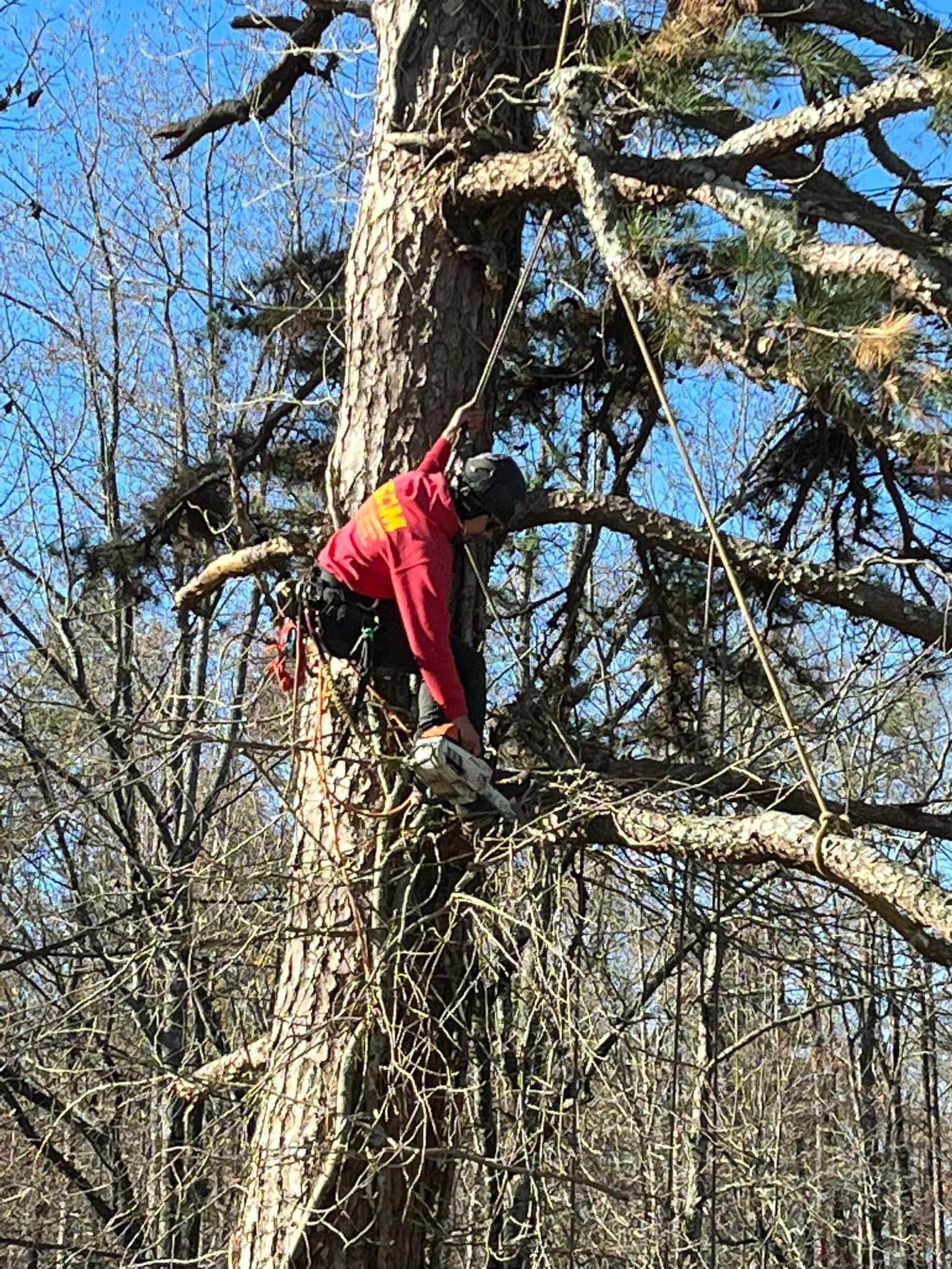 SAM - Tree Pruning