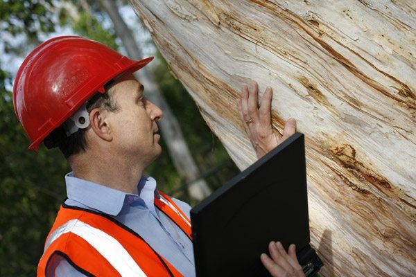 Qualifications of an Arborists