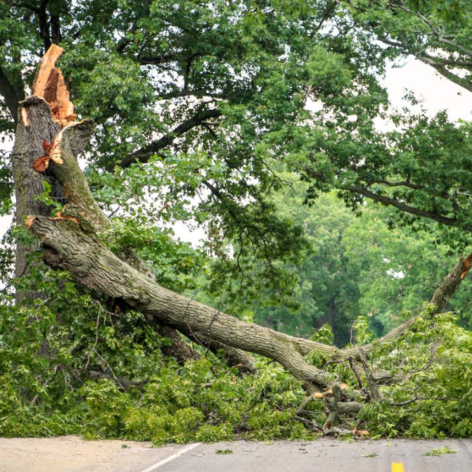 Dahlonega Tree Care