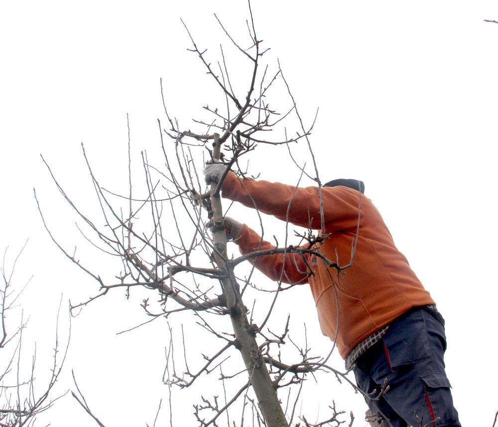 Winter Tree Pruning Service