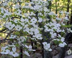Dogwood Tree