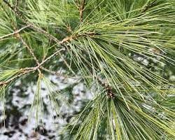 Eastern White Pine