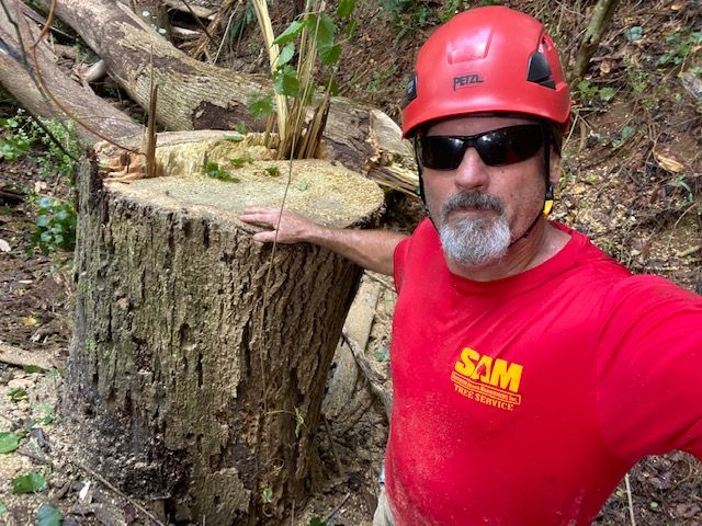 Gainesville tree service