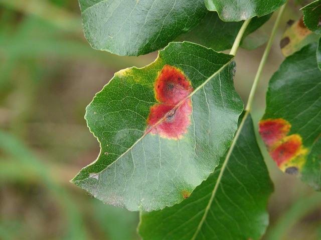 Types of Tree Diseases