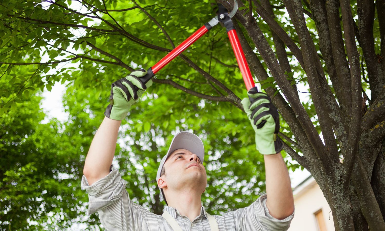 Tree Trimming Services Near Me