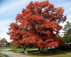 Scarlet Oak