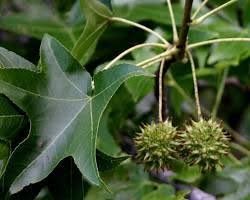 Sweetgum