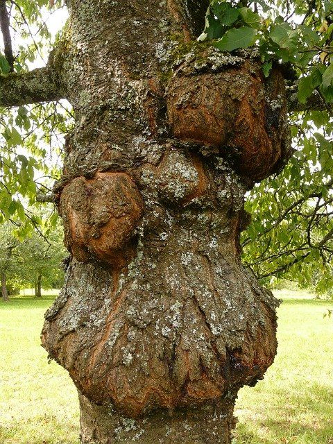 Tree Trunk Diseases