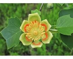 Tulip Poplar