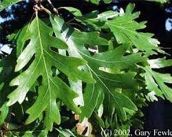 White Oak Leaf