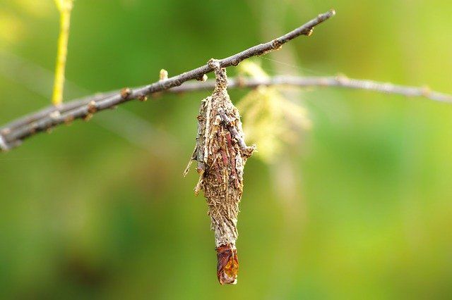Bagworm in Tree