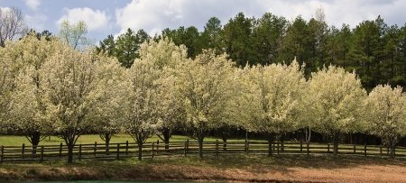 Pruning Bradford Pear Trees