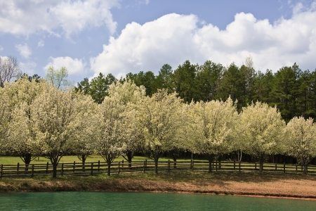 Pruning your Bradford Pear Trees