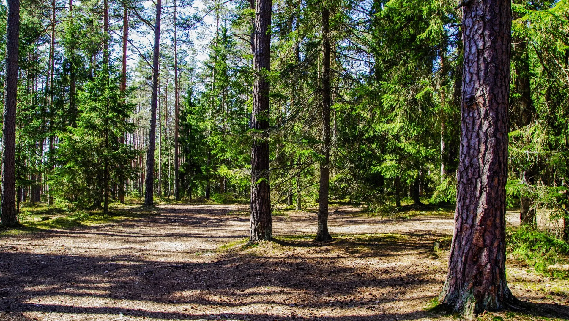 Certified Arborist Service