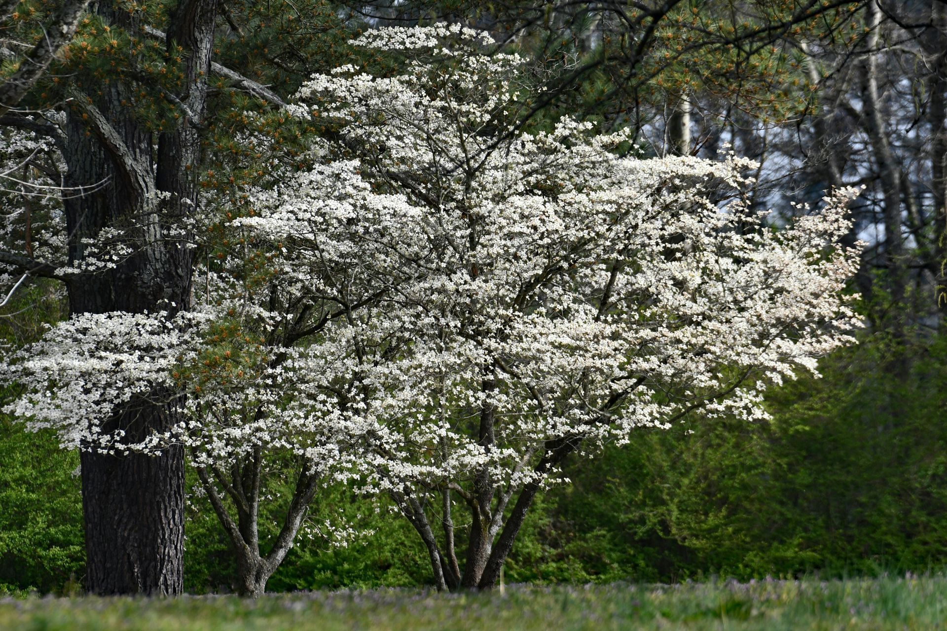 dogwood tree