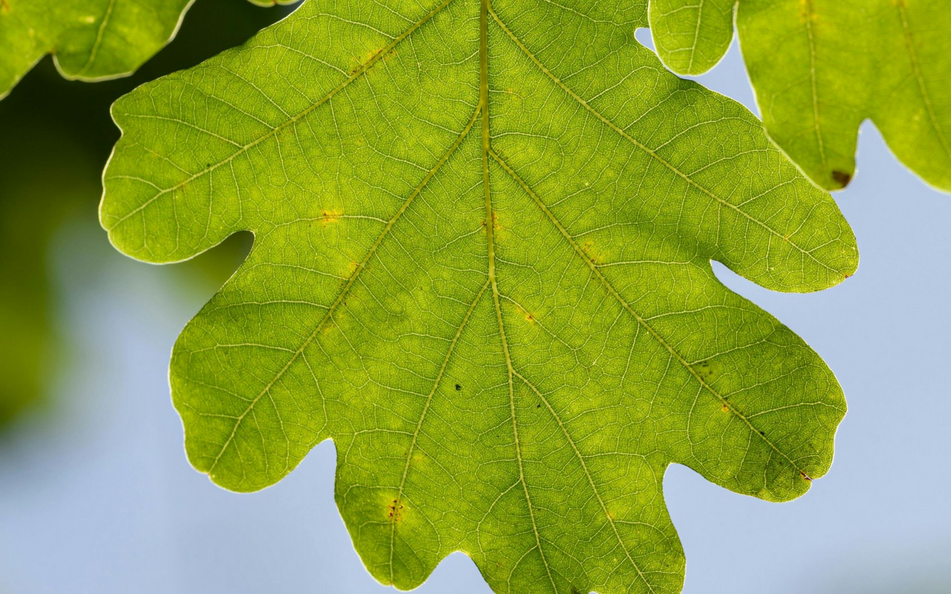 green leaf against a blue sky