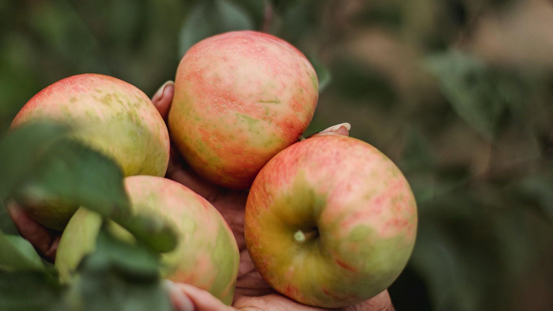 Fruit Tree Pruning 